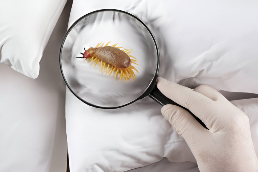 Bed bugs Exterminator