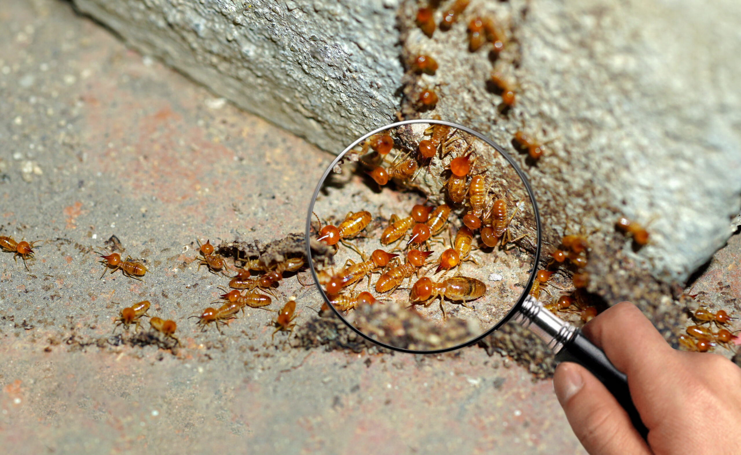 7 Things That Could be Attracting Termites to Your House