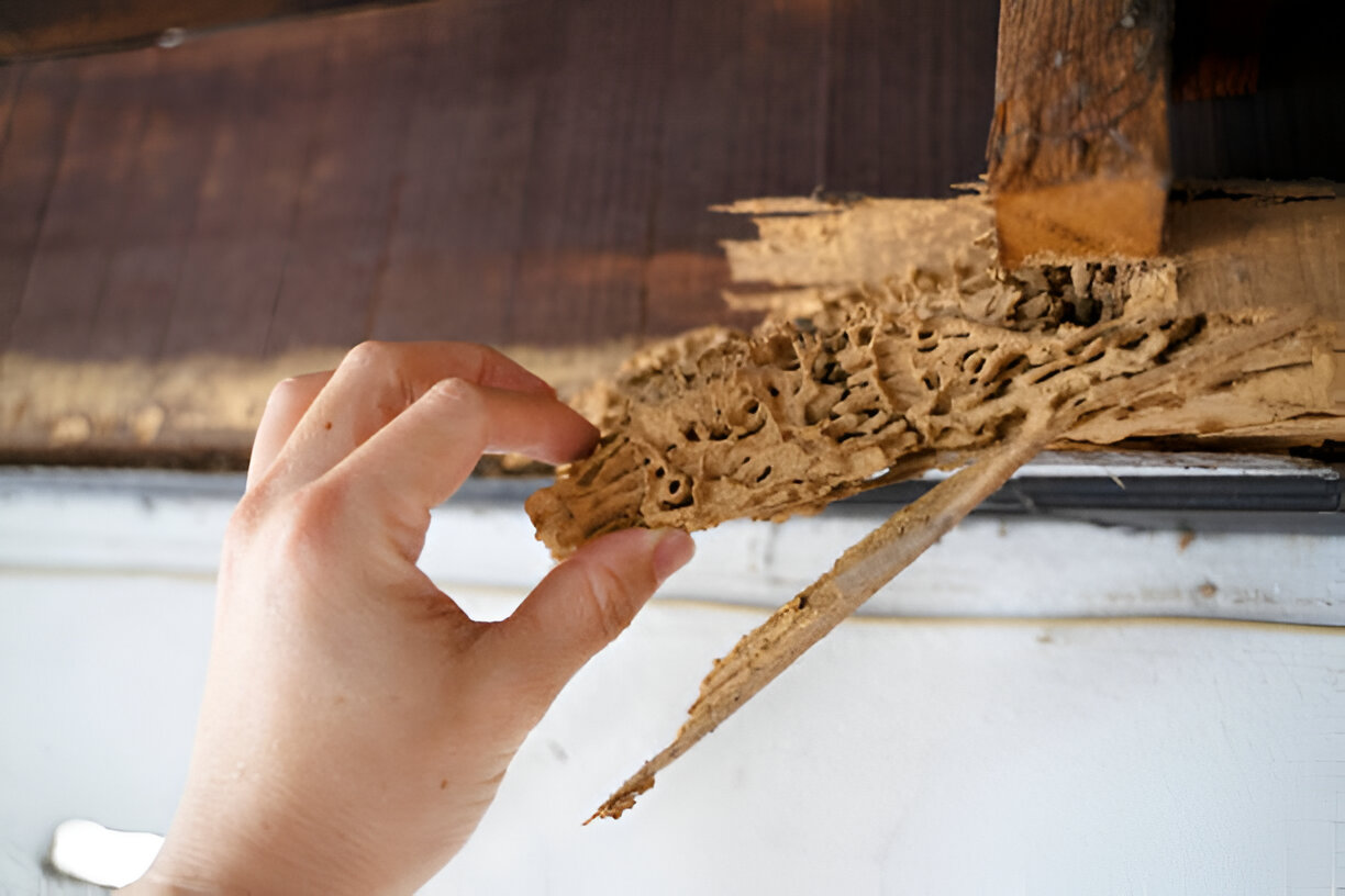 Termite Treatment