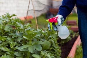 Green Pest Control Options for Eco-Conscious Florida Homes