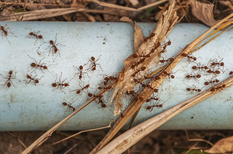 Top Mistakes Florida Homeowners Make That Attract Pests