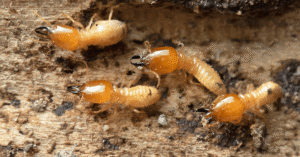 termite hybrids